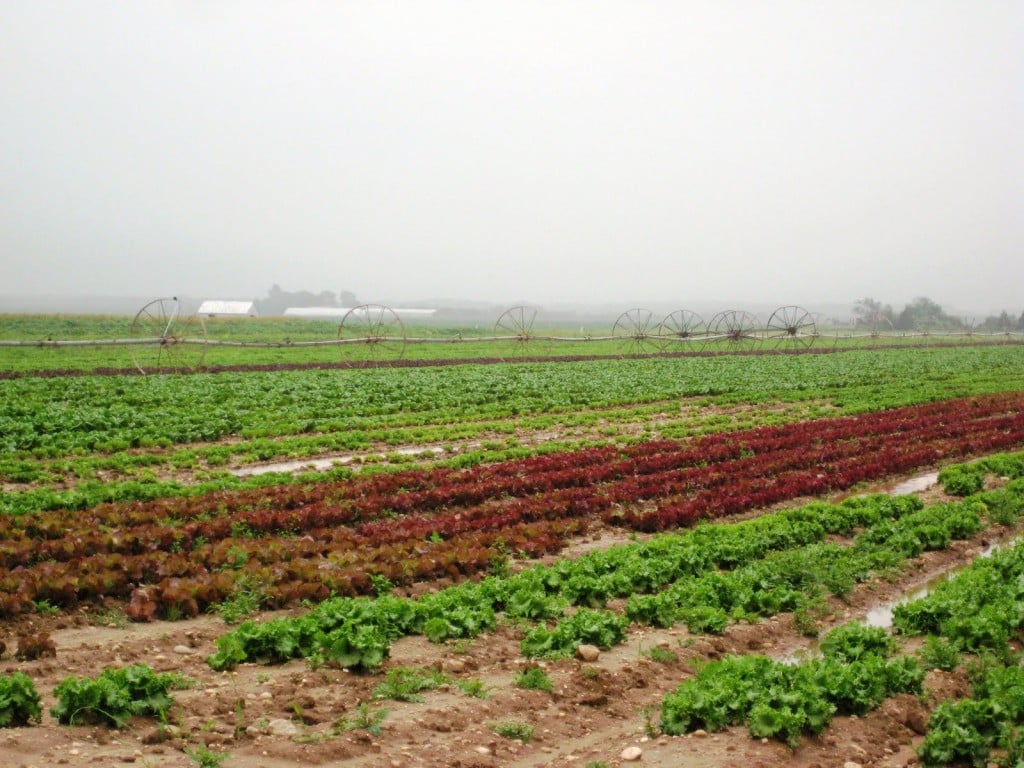 Farm Land in Riverhead